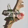 Citrus-Cedro-5